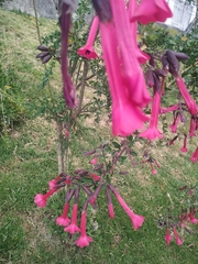 Cantua