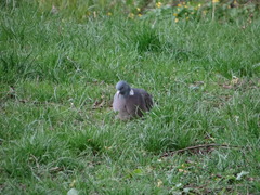 Columba palumbus
