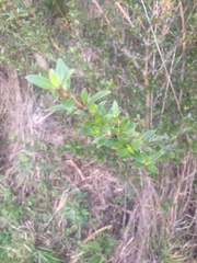 Coprosma ×cunninghamii