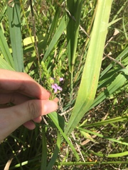 Lythrum alatum lanceolatum