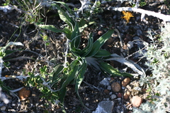 Hypoxis stellipilis