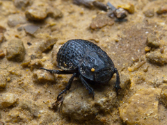 Trox perlatus