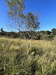 Heteropyxis natalensis