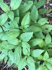 Pentas lanceolata