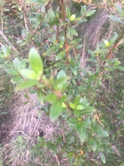 Coprosma ×cunninghamii