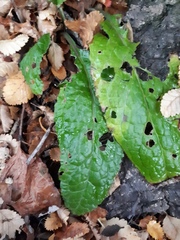 Adenocaulon chilense