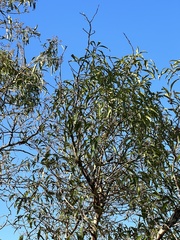 Heteropyxis natalensis