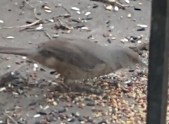 Toxostoma curvirostre