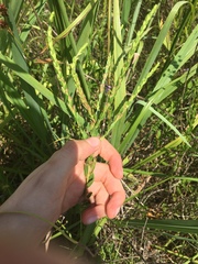 Lythrum alatum lanceolatum