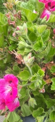 Pelargonium cucullatum