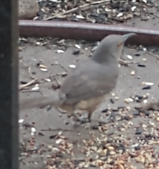 Toxostoma curvirostre