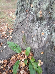 Adenocaulon chilense