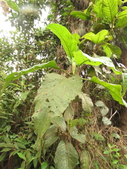 Verbesina arborea