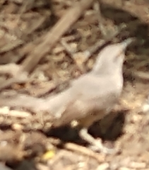 Toxostoma curvirostre