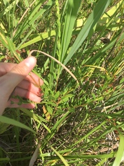 Lythrum alatum lanceolatum