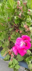 Pelargonium cucullatum
