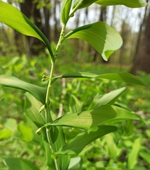 Polygonatum multiflorum