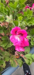 Pelargonium cucullatum