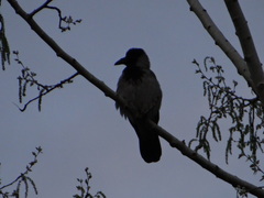 Corvus cornix