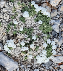 Phlox condensata
