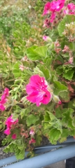Pelargonium cucullatum