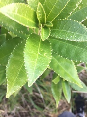 Melicytus ramiflorus