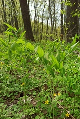 Polygonatum multiflorum