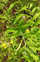 Polygonatum multiflorum