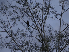Corvus cornix