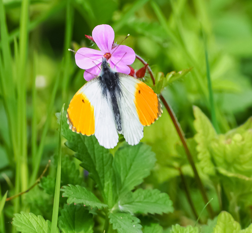 Anthocharis cardamines