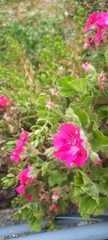 Pelargonium cucullatum
