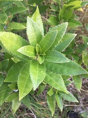 Melicytus ramiflorus