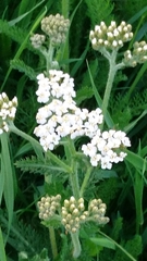 Achillea millefolium