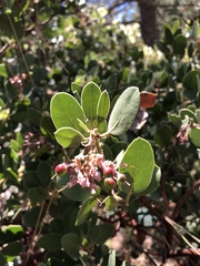 Arctostaphylos pringlei drupacea