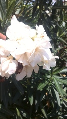 Nerium oleander