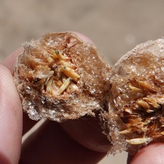 Tenodera sinensis