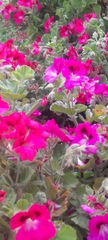 Pelargonium cucullatum