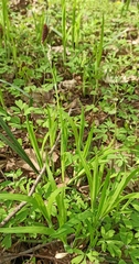 Carex pilosa