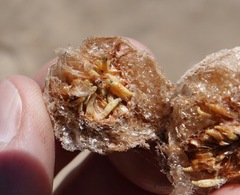 Tenodera sinensis