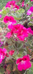 Pelargonium cucullatum