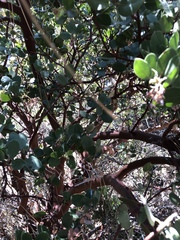 Arctostaphylos pringlei drupacea