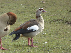 Alopochen aegyptiaca