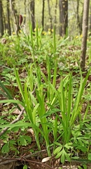 Carex pilosa