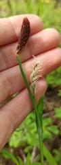 Carex pilosa
