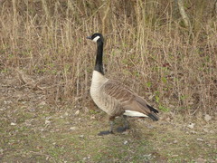 Branta canadensis