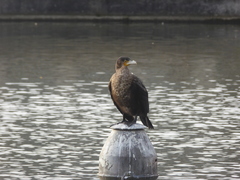 Phalacrocorax carbo