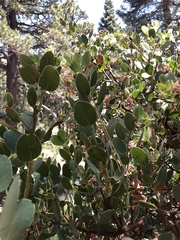 Arctostaphylos pringlei drupacea