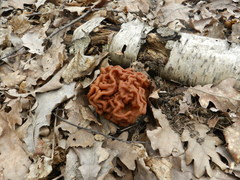 Gyromitra gigas