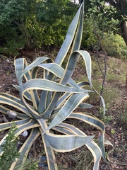 Agave
