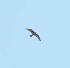 Falco peregrinus